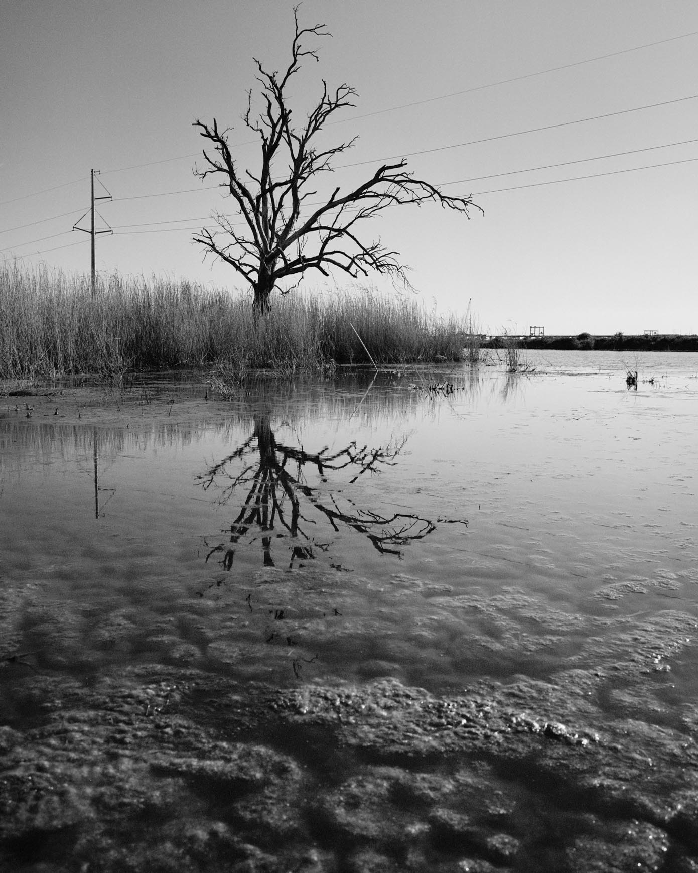 golden_meadow_flooding_F_BW-Sam-Muller-Innovate-Grant