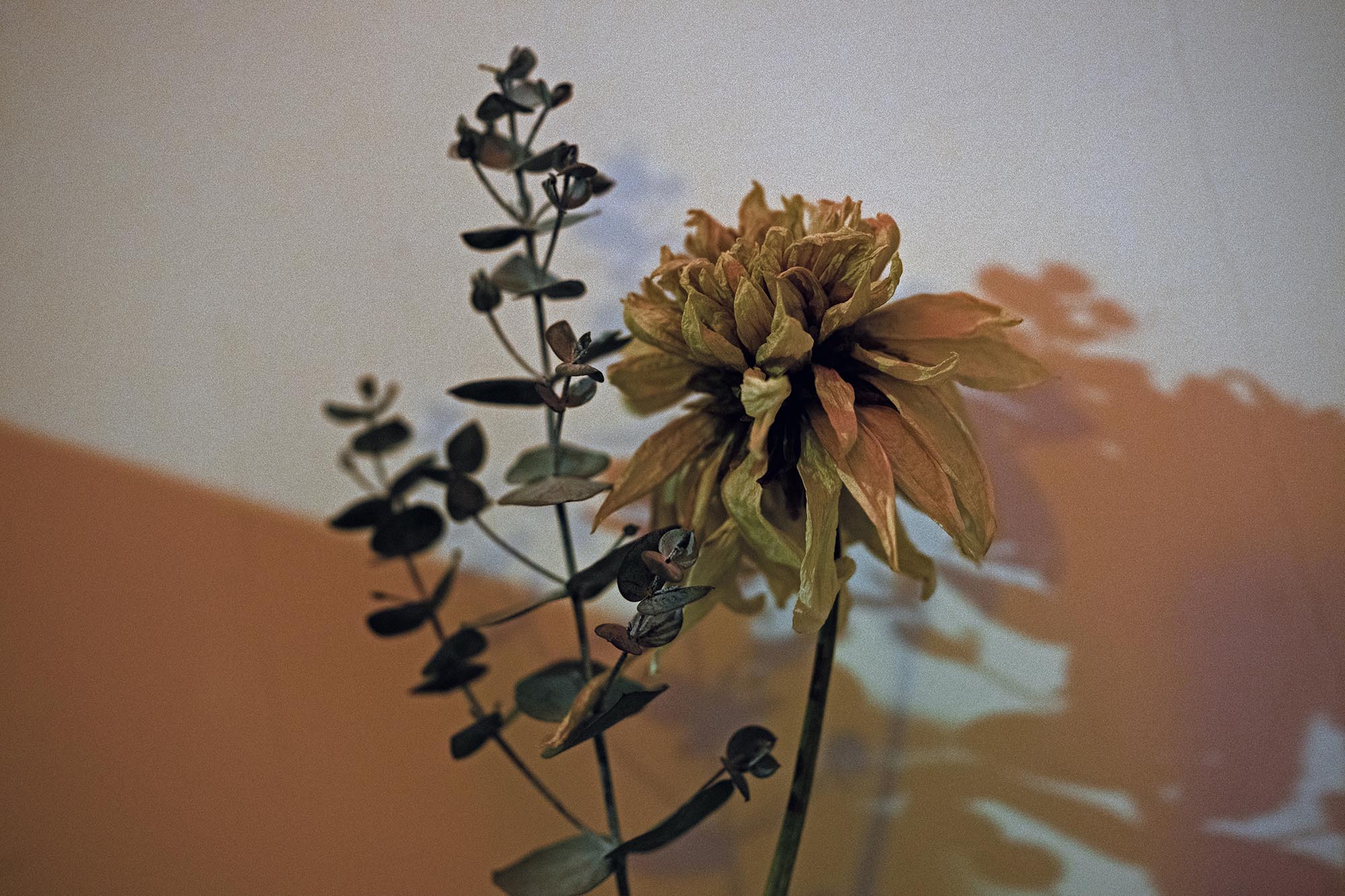 006_plexilux_Innovate-Grant-Evgenii-Petrushanskii