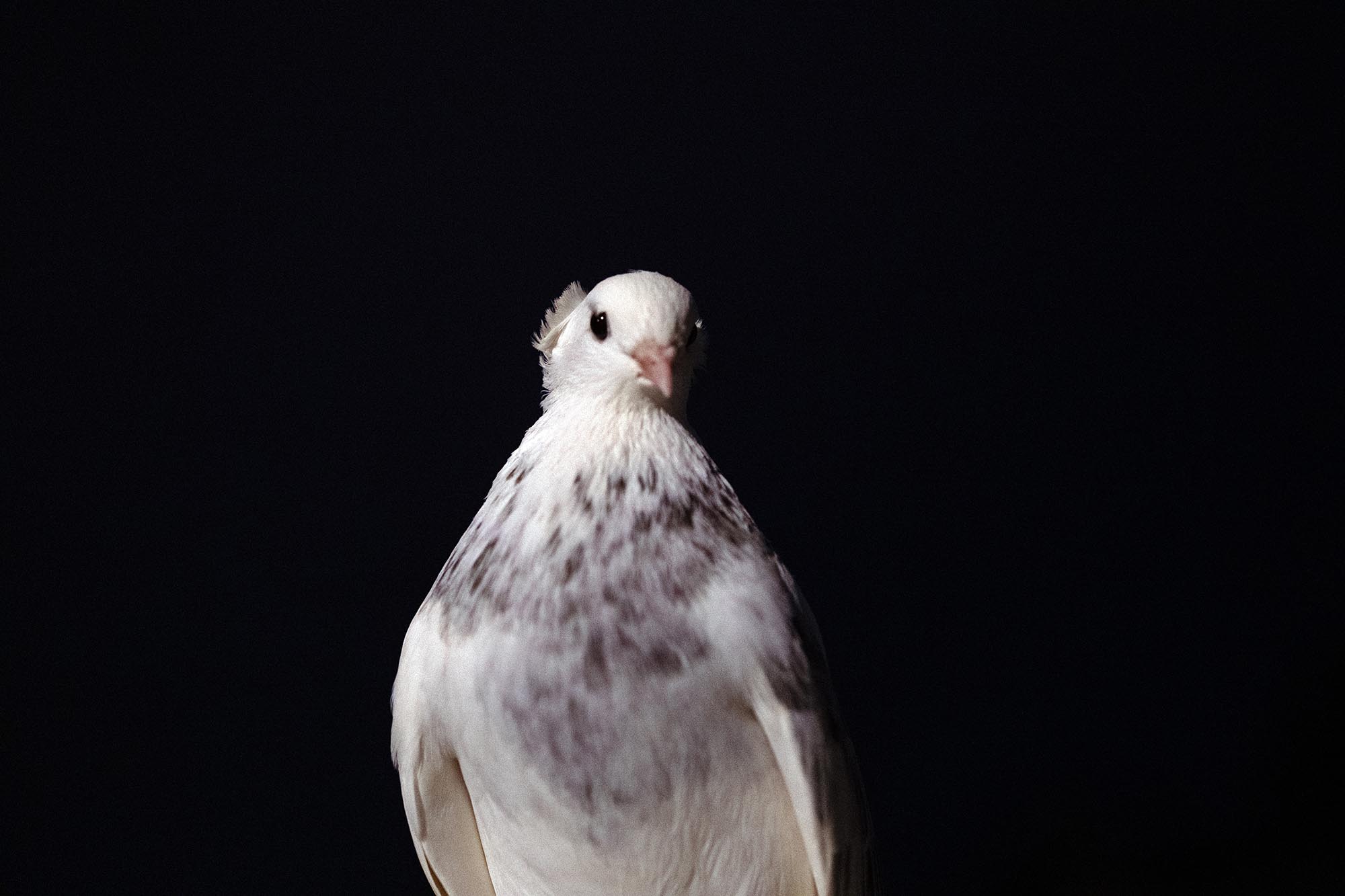 009_fantail_Innovate-Grant-Evgenii-Petrushanskii