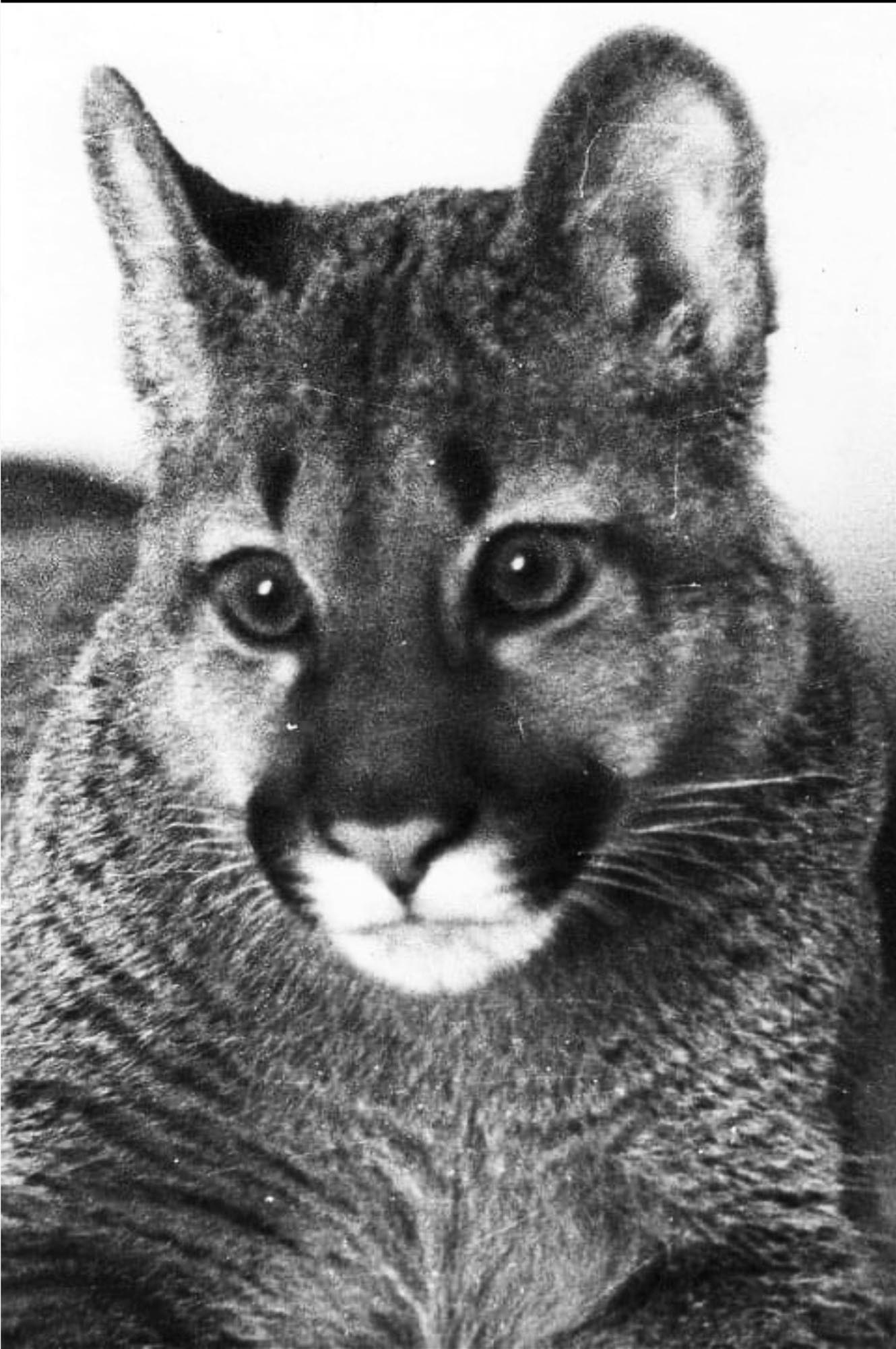 03_TheFeralCatFreindOfTheDesertFox-Innovate-Grant-Ludovica-Limido