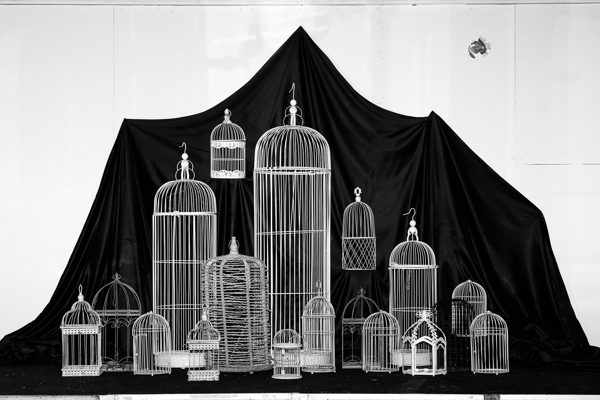 04_TheFeralCatFreindOfTheDesertFox-Innovate-Grant-Ludovica-Limido