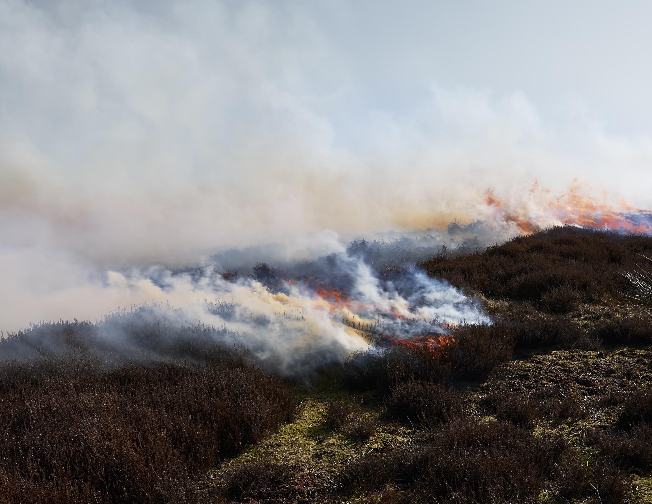 swaledale, burning heather