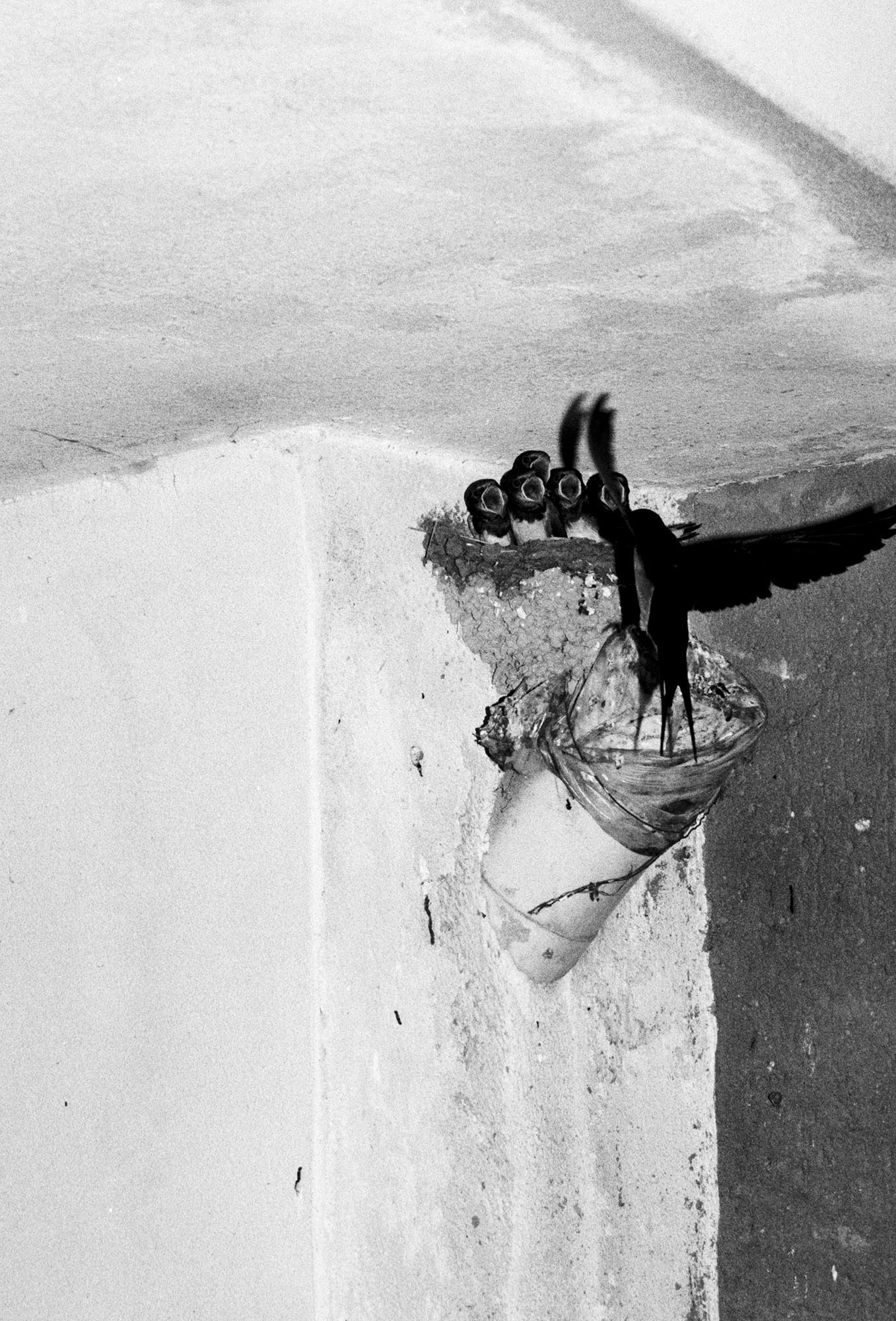 09_TheFeralCatFreindOfTheDesertFox-Innovate-Grant-Ludovica-Limido