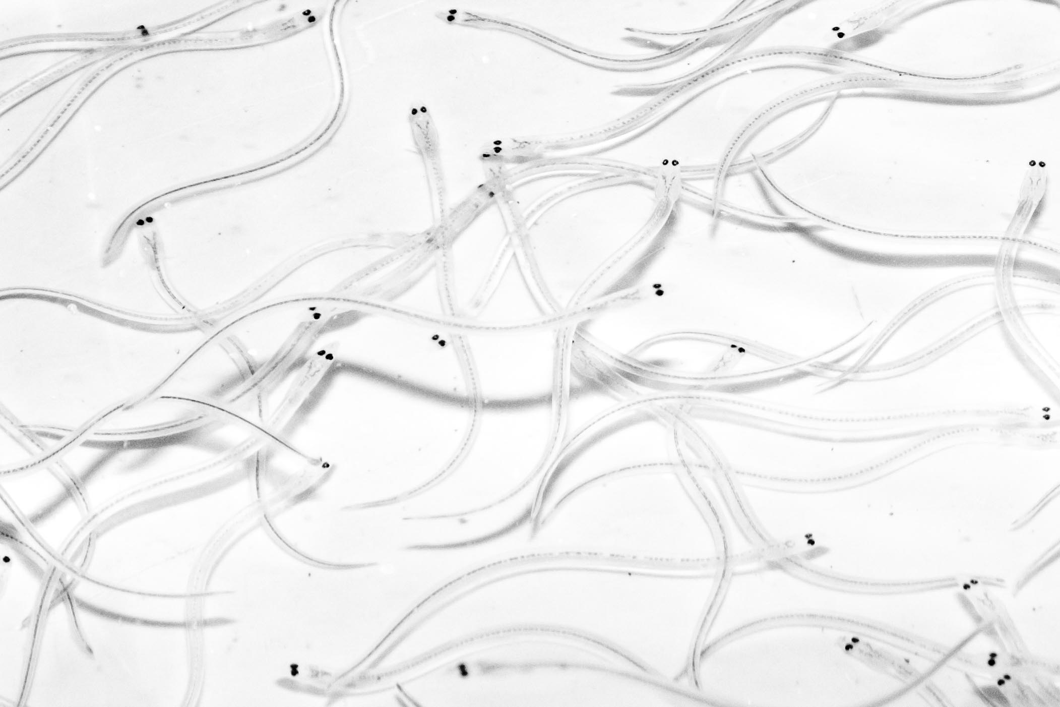 10_Fuku-NoUnagi-Innovate-Grant-Yago-Soria