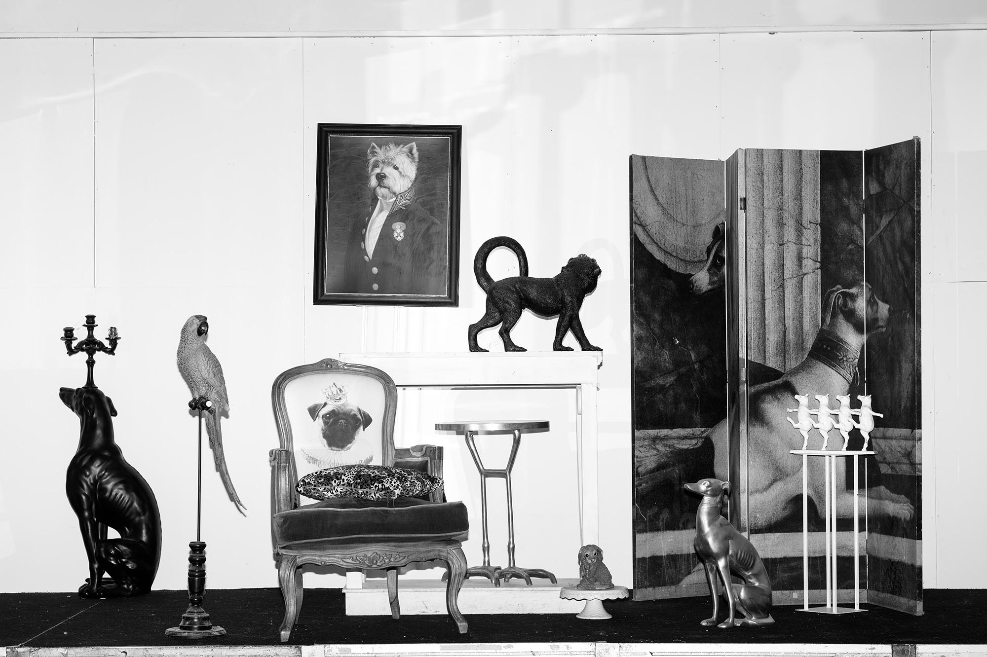 10_TheFeralCatFreindOfTheDesertFox-Innovate-Grant-Ludovica-Limido