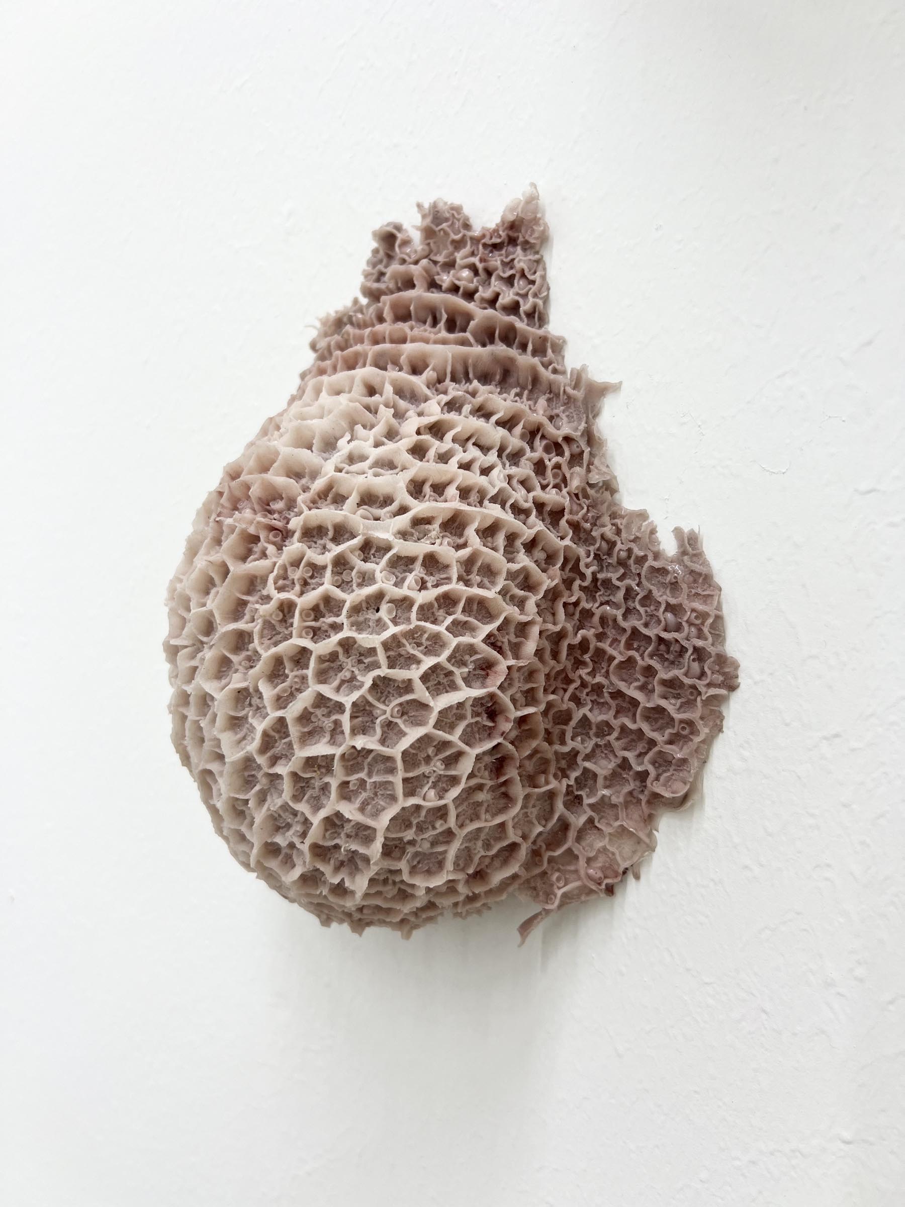 Ex0phycology-Innovate-Grant-Lena-Becerra