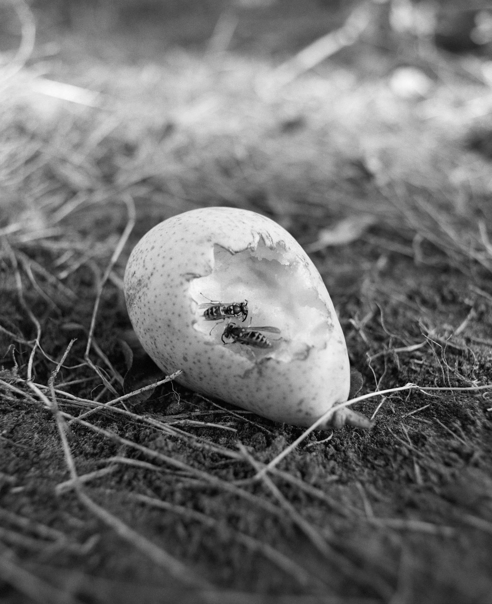 Farrenvanwyk-mixednessismymythology-7-Innovate-Grant