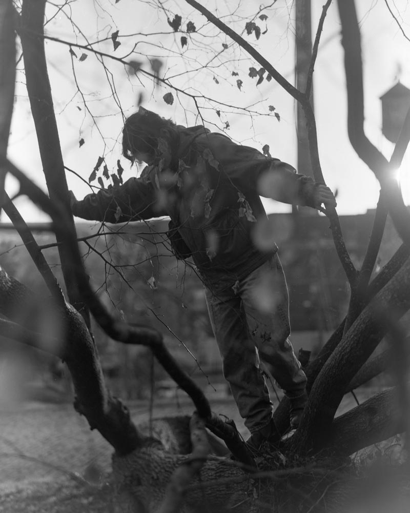 JackFox_-India-Tree-