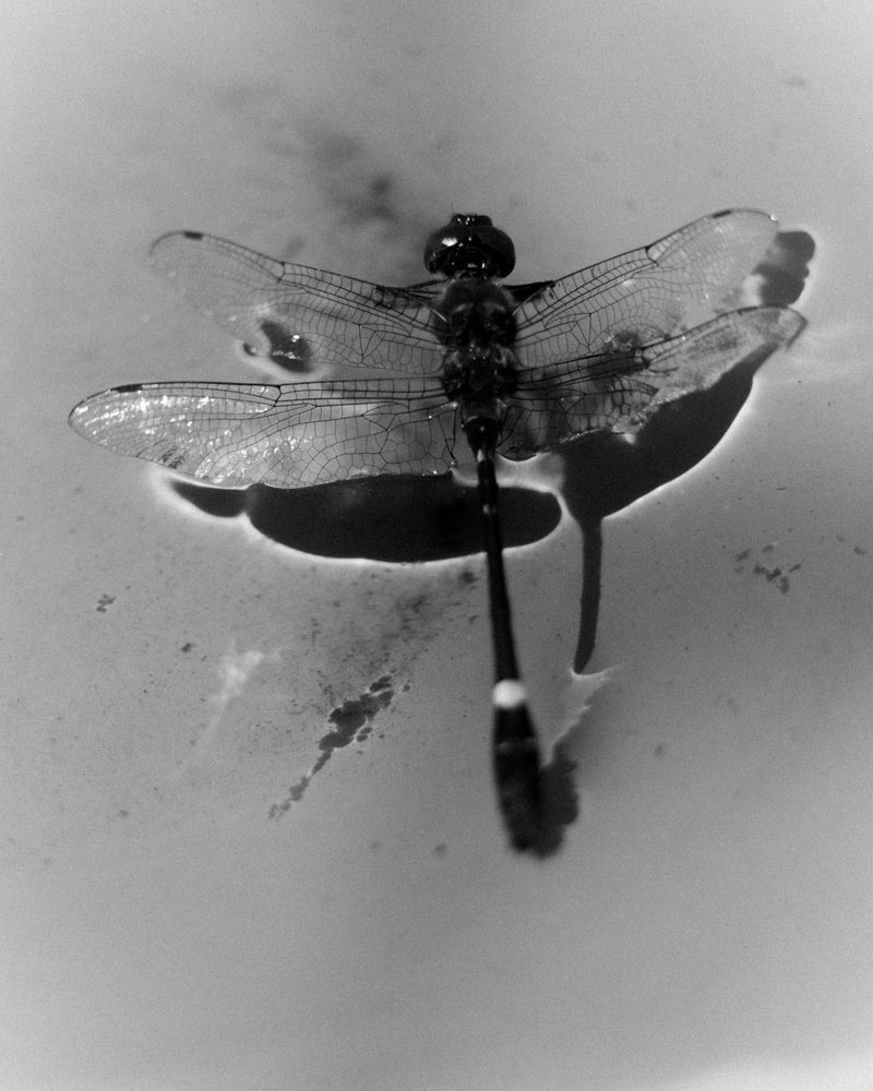 JackFox_Untitled-Dragonfly-Over-Water