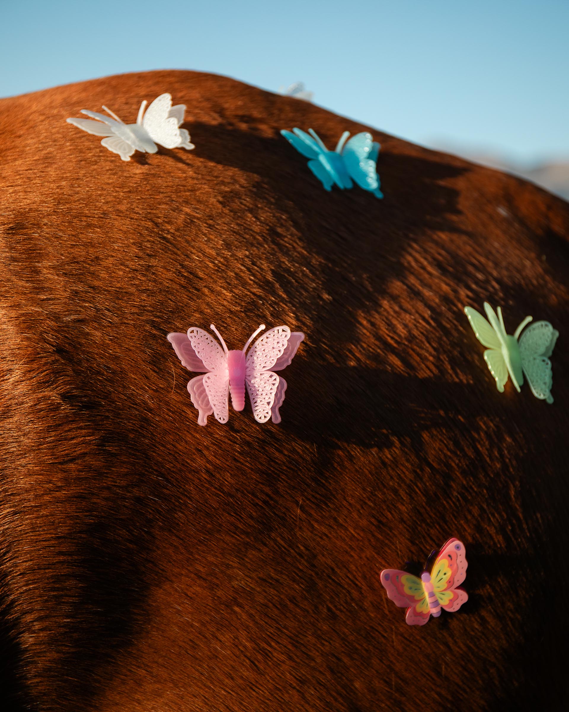 ButterfliesTulbagh-innovate-grant-Gabrielle-Kannemeyer